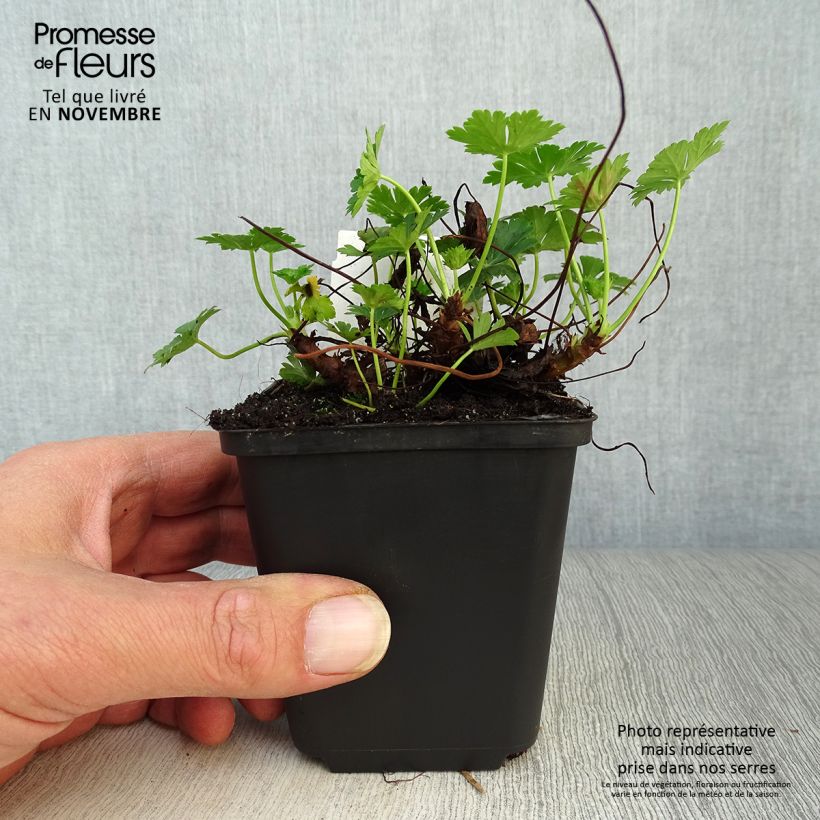 Amostra de Geranium cantabrigiense Biokovo Vaso de 8/9 cm tal como entregue no outono