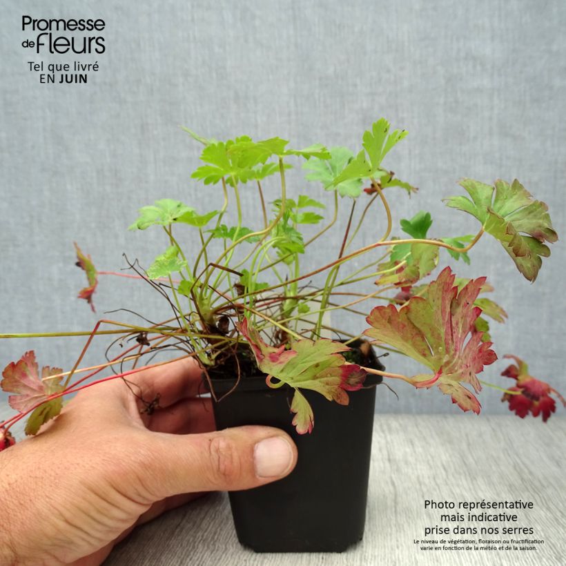 Amostra de Geranium cantabrigiense Biokovo Vaso de 8/9 cm tal como entregue no verão