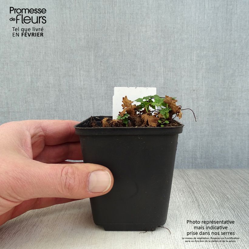 Amostra de Geranium cantabrigiense Biokovo Vaso de 8/9 cm tal como entregue no inverno