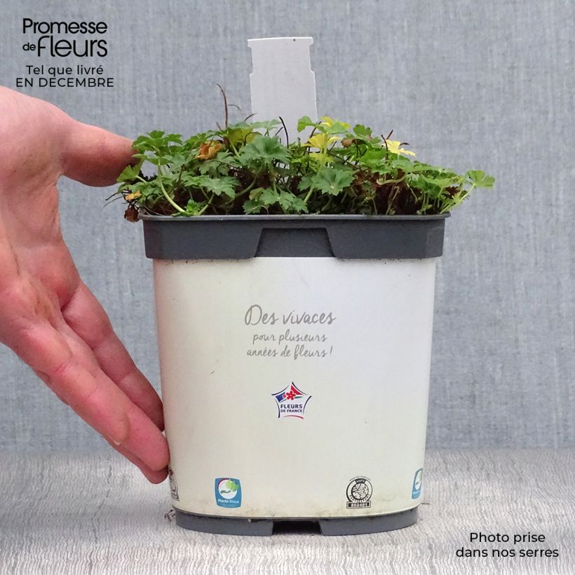Amostra de Geranium cantabrigiense Biokovo Vaso de 2 L/3 L tal como entregue no inverno