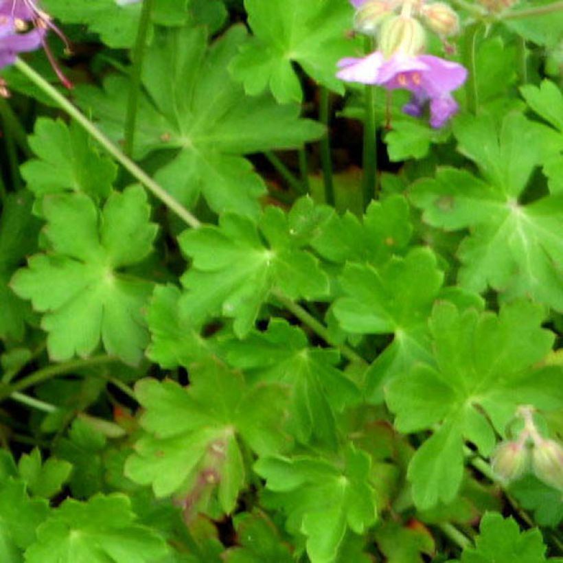Geranium cantabrigiense Hanne (Folhagem)
