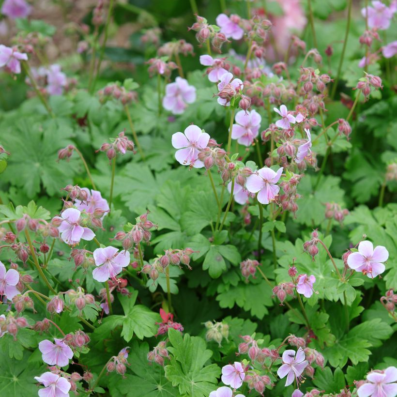 Geranium cantabrigiense Hanne (Hábito)