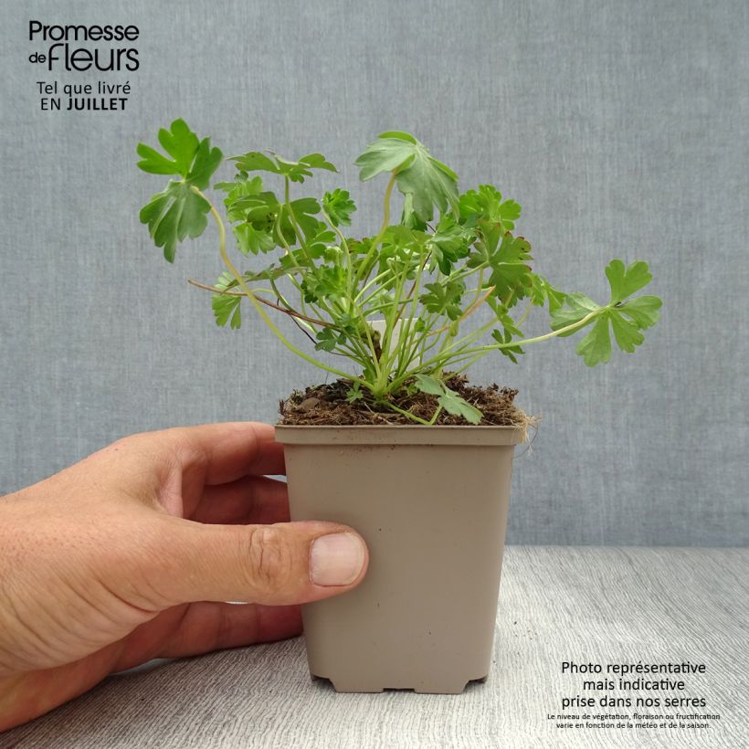 Amostra de Geranium cantabrigiense Intense Vaso de 8/9 cm tal como entregue no verão