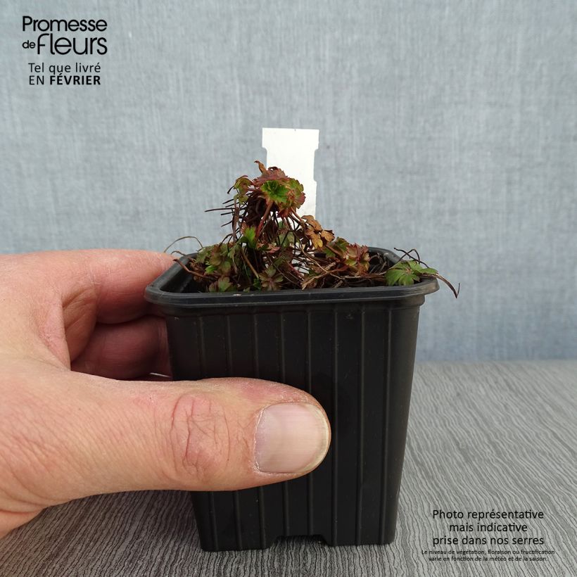 Amostra de Geranium cantabrigiense Intense Vaso de 8/9 cm tal como entregue no inverno