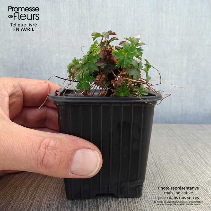 Amostra de Geranium cantabrigiense Intense Vaso de 8/9 cm tal como entregue na primavera