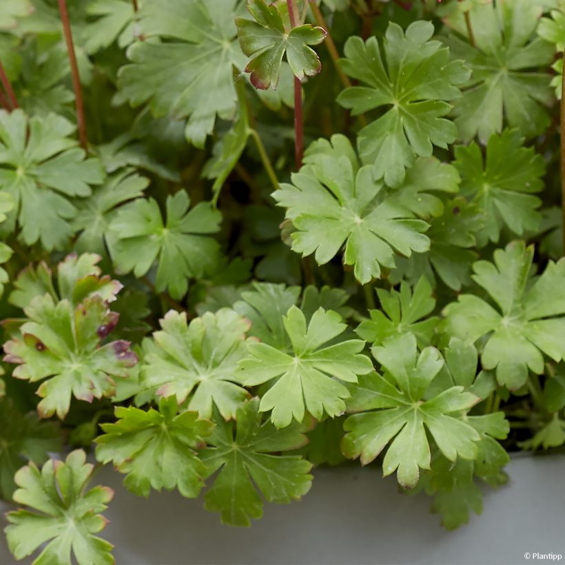Geranium cantabrigiense Intense (Folhagem)