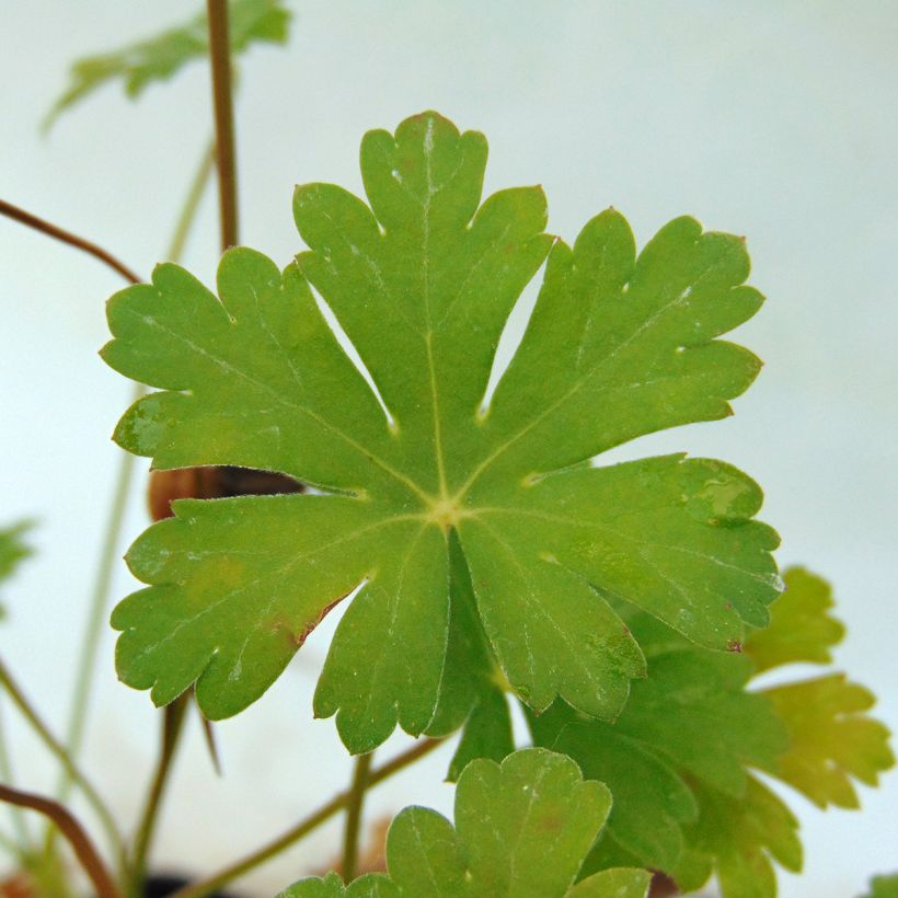 Geranium cantabrigiense Karmina (Folhagem)