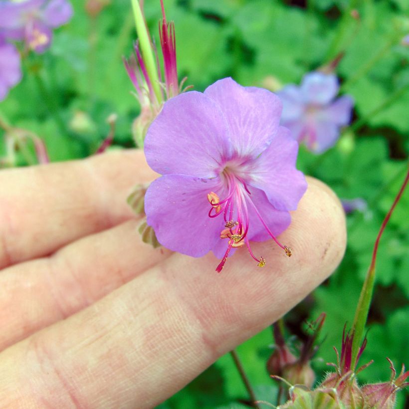 Geranium cantabrigiense Karmina (Floração)