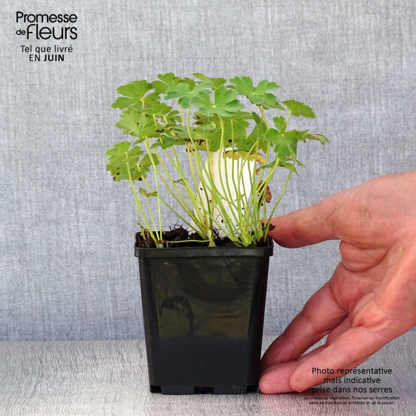 Amostra de Geranium cantabrigiense Karmina Vaso de 8/9 cm tal como entregue no verão