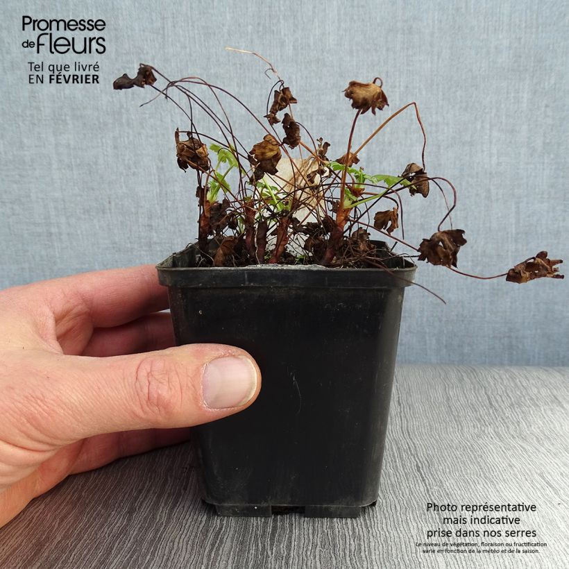 Amostra de Géranium vivace cantabrigiense Karmina Vaso de 8/9 cm tal como entregue no inverno