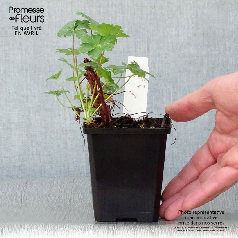 Amostra de Geranium cantabrigiense Karmina Vaso de 8/9 cm tal como entregue na primavera