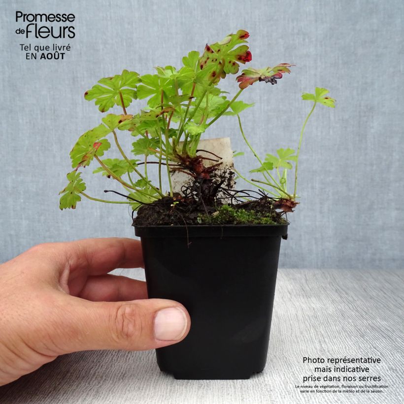 Amostra de Geranium cantabrigiense St Ola Vaso de 8/9 cm tal como entregue no verão