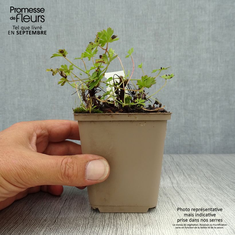 Amostra de Geranium cantabrigiense Westray Vaso de 8/9 cm tal como entregue no outono