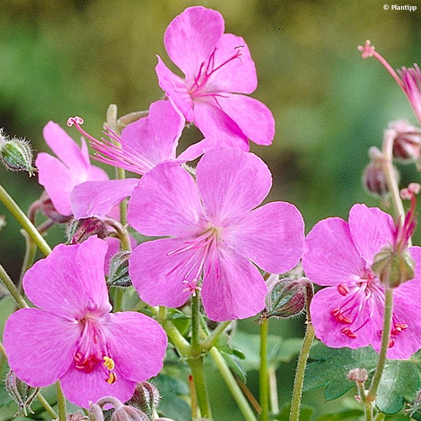Geranium cantabrigiense Westray (Floração)