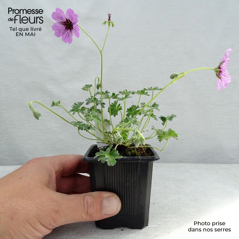 Amostra de Gerânio Ballerina - Geranium cinereum Vaso de 8/9 cm tal como entregue na primavera