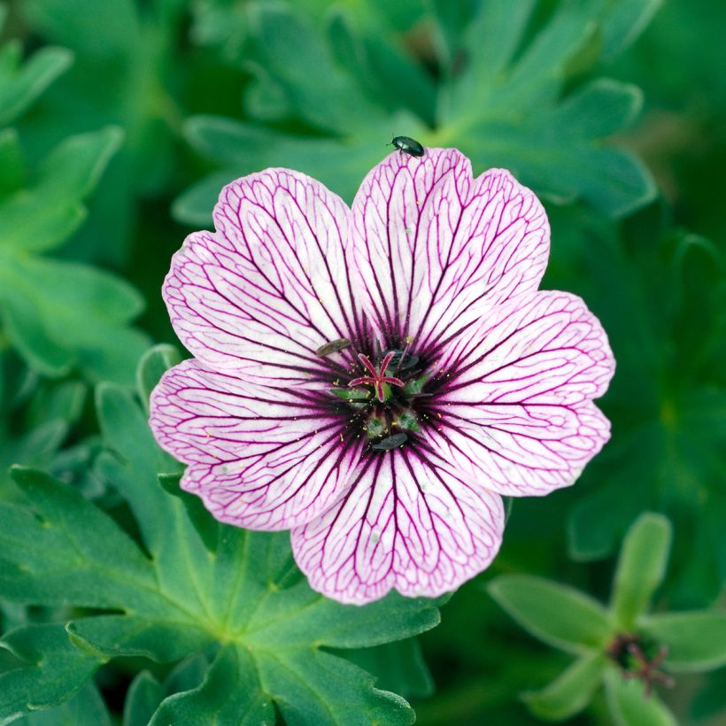 Gerânio Ballerina - Geranium cinereum (Floração)