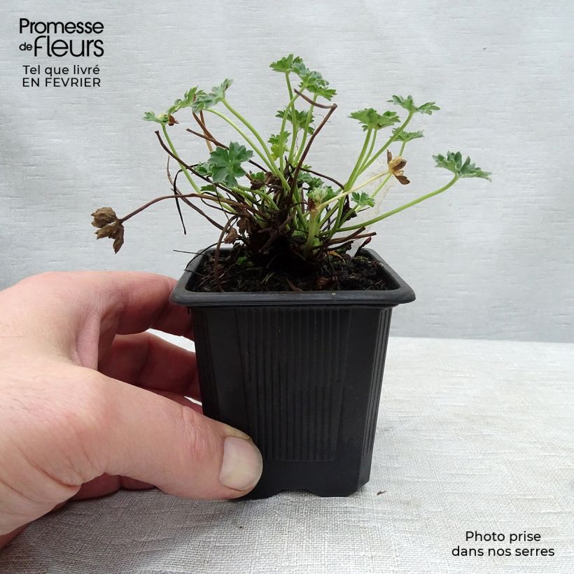 Amostra de Gerânio Ballerina - Geranium cinereum Vaso de 8/9 cm tal como entregue no inverno