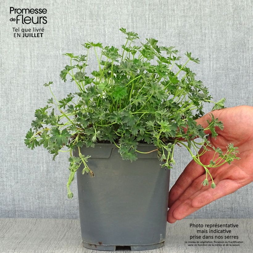 Amostra de Gerânio Ballerina - Geranium cinereum Vaso de 2 L/3 L tal como entregue no verão