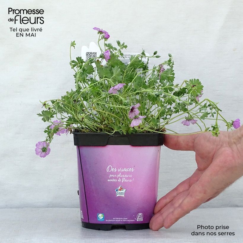 Amostra de Gerânio Ballerina - Geranium cinereum Vaso de 2 L/3 L tal como entregue na primavera