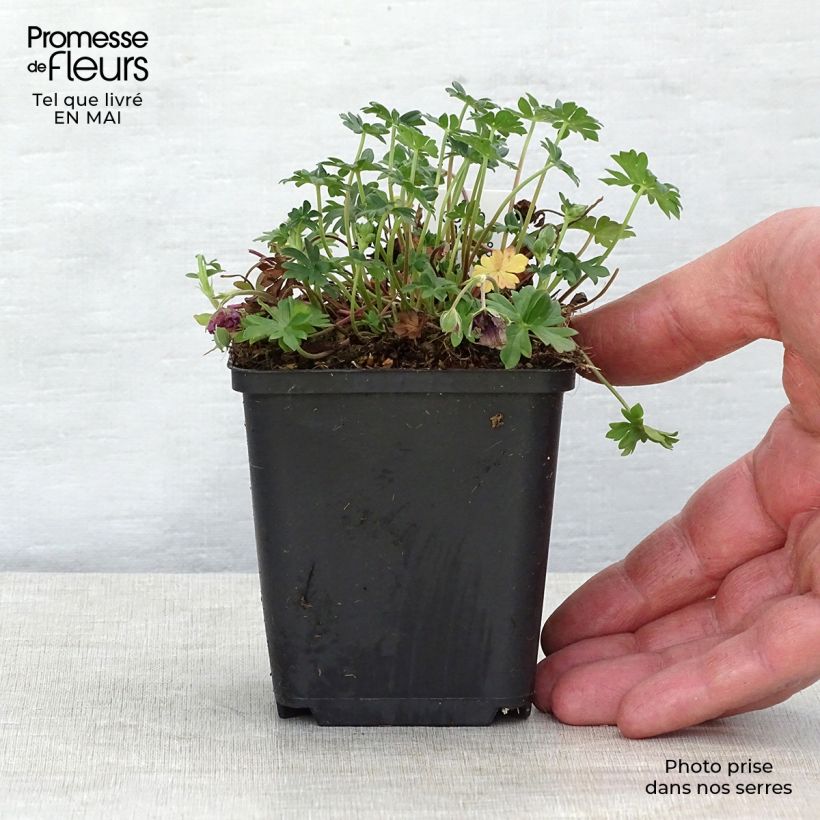 Amostra de Gerânio Jolly Jewel Night - Geranium cinereum Vaso de 8/9 cm tal como entregue na primavera