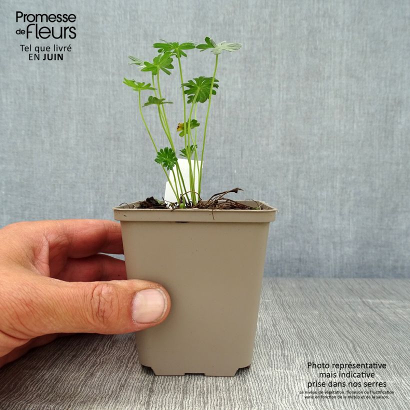 Amostra de Gerânio Jolly Jewel Night - Geranium cinereum Vaso de 8/9 cm tal como entregue no verão