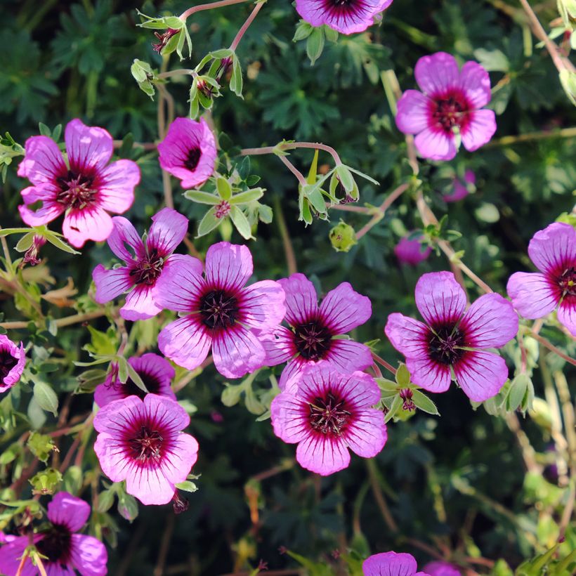 Gerânio Jolly Jewel Night - Geranium cinereum (Floração)