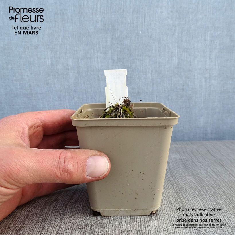 Amostra de Geranium vivace cinereum Jolly Jewel Pink Vaso de 8/9 cm tal como entregue no inverno