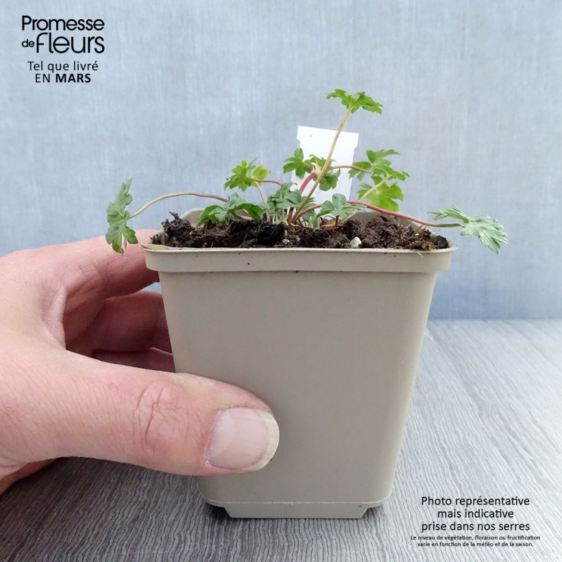 Amostra de Gerânio Jolly Jewel Hot Pink - Geranium cinereum Vaso de 8/9 cm tal como entregue na primavera