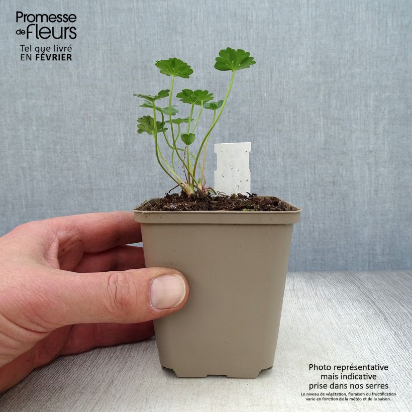 Amostra de Géranium vivace cinereum Jolly Jewel Red Improved  Vaso de 8/9 cm tal como entregue no inverno