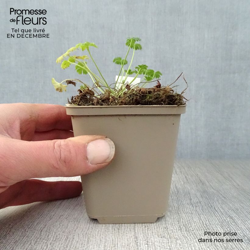 Amostra de Gerânio Jolly Jewel Salmon - Geranium cinereum Vaso de 8/9 cm tal como entregue no inverno