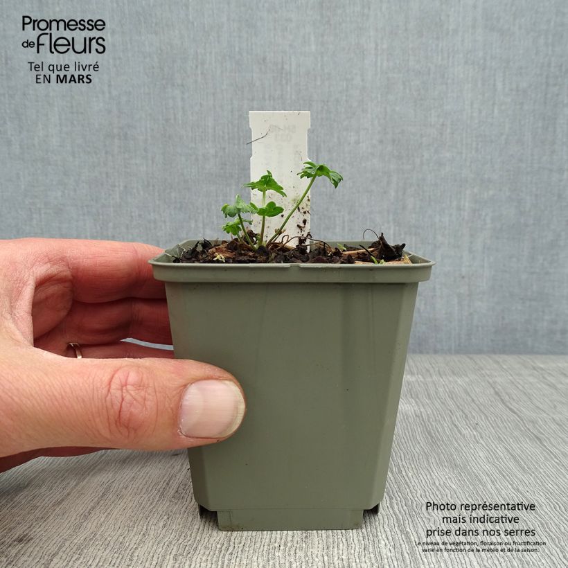 Amostra de Gerânio Jolly Jewel Salmon - Geranium cinereum Vaso de 8/9 cm tal como entregue na primavera