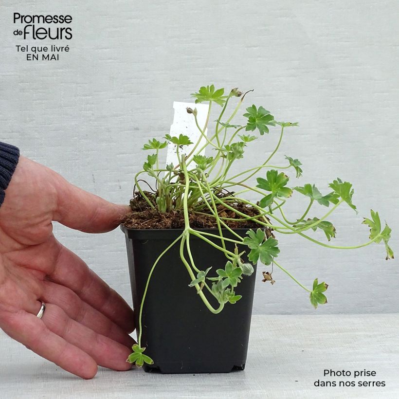 Amostra de Gerânio Jolly Jewel Violet - Geranium cinereum Vaso de 8/9 cm tal como entregue na primavera