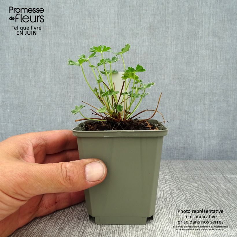 Amostra de Gerânio Jolly Jewel Violet - Geranium cinereum Vaso de 8/9 cm tal como entregue no verão