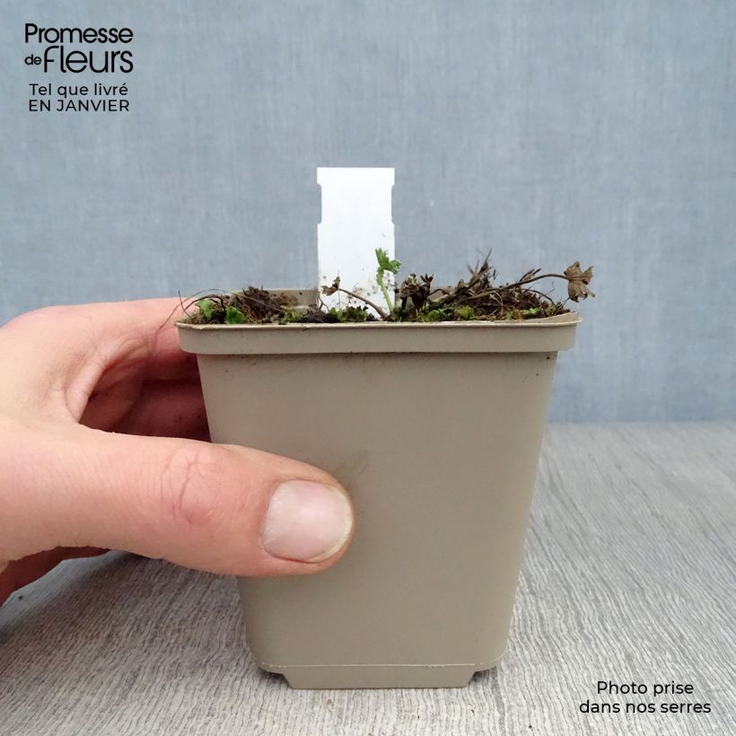 Amostra de Gerânio Jolly Jewel Violet - Geranium cinereum Vaso de 8/9 cm tal como entregue no inverno