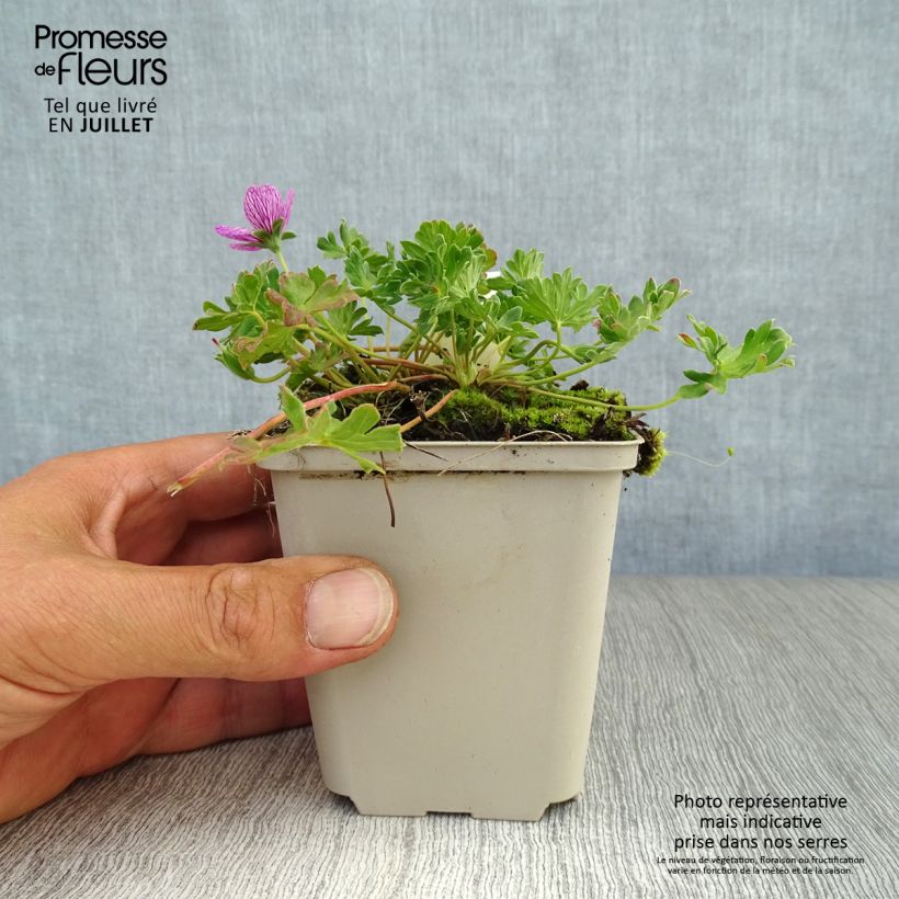 Amostra de Gerânio Laurence Flatman - Geranium cinereum Vaso de 8/9 cm tal como entregue no verão