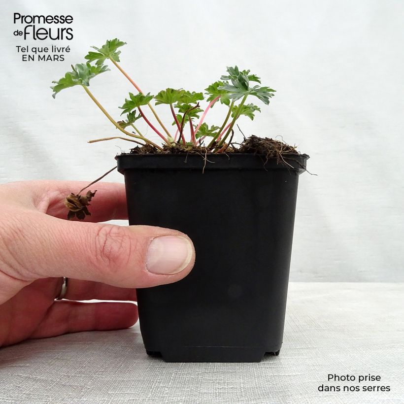 Amostra de Géranium vivace cinereum Laurence Flatman Vaso de 8/9 cm tal como entregue no inverno