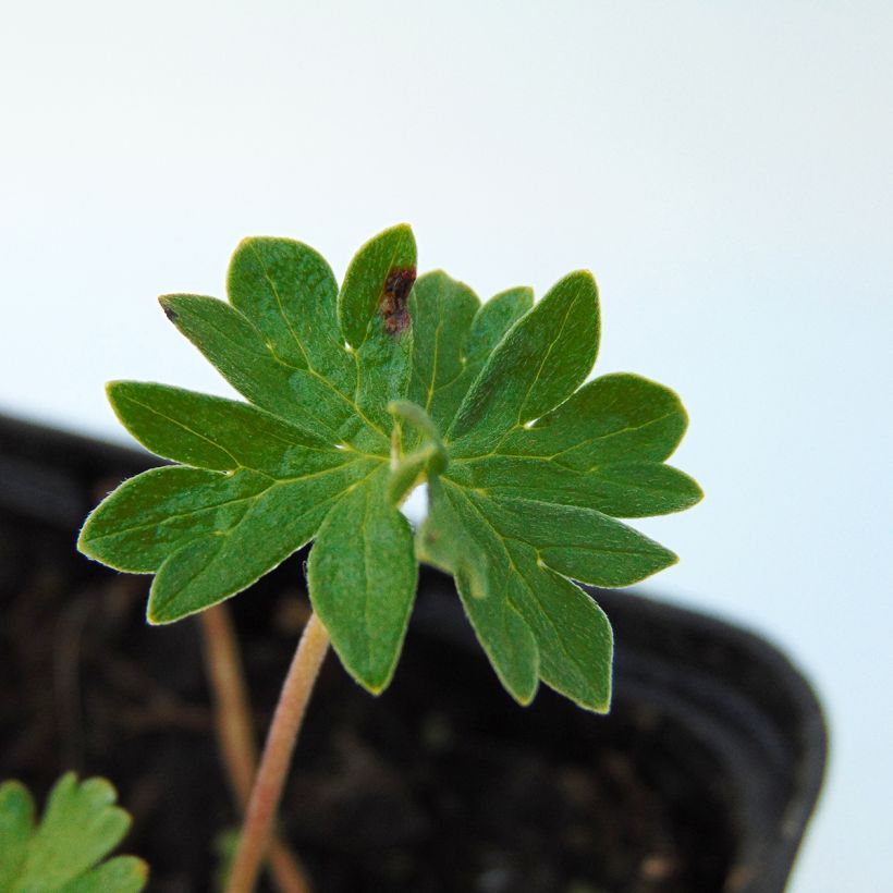 Geranium cinereum v. subcaulescens (Folhagem)