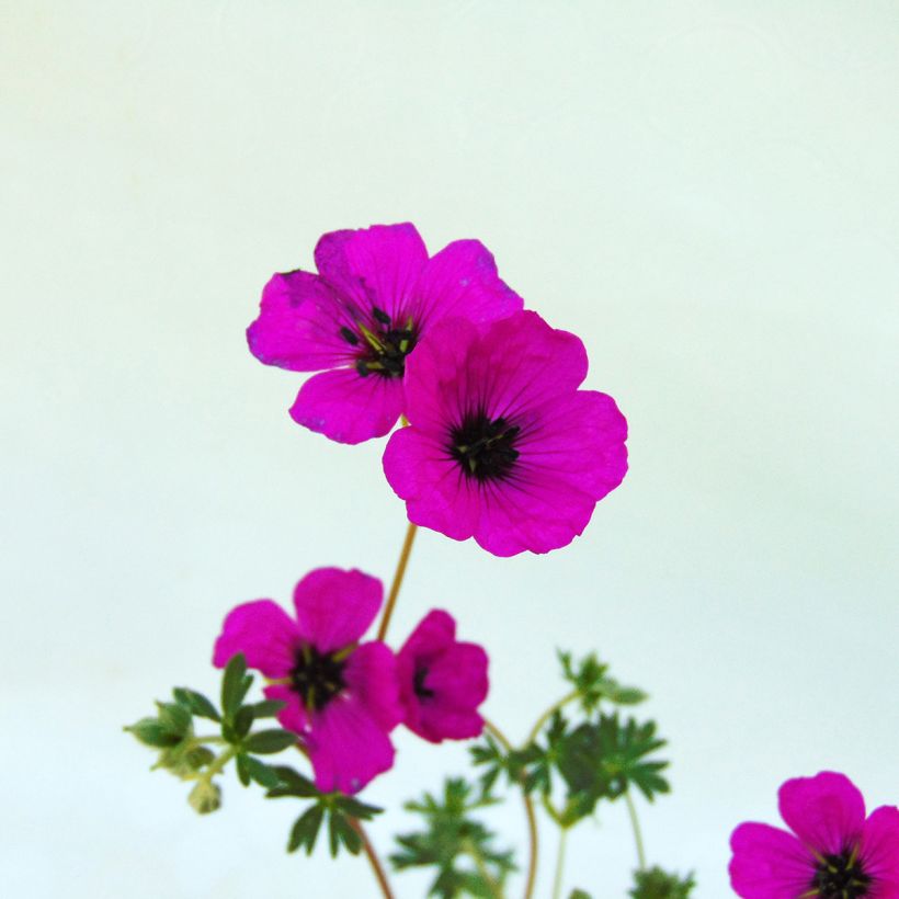 Geranium cinereum v. subcaulescens (Floração)