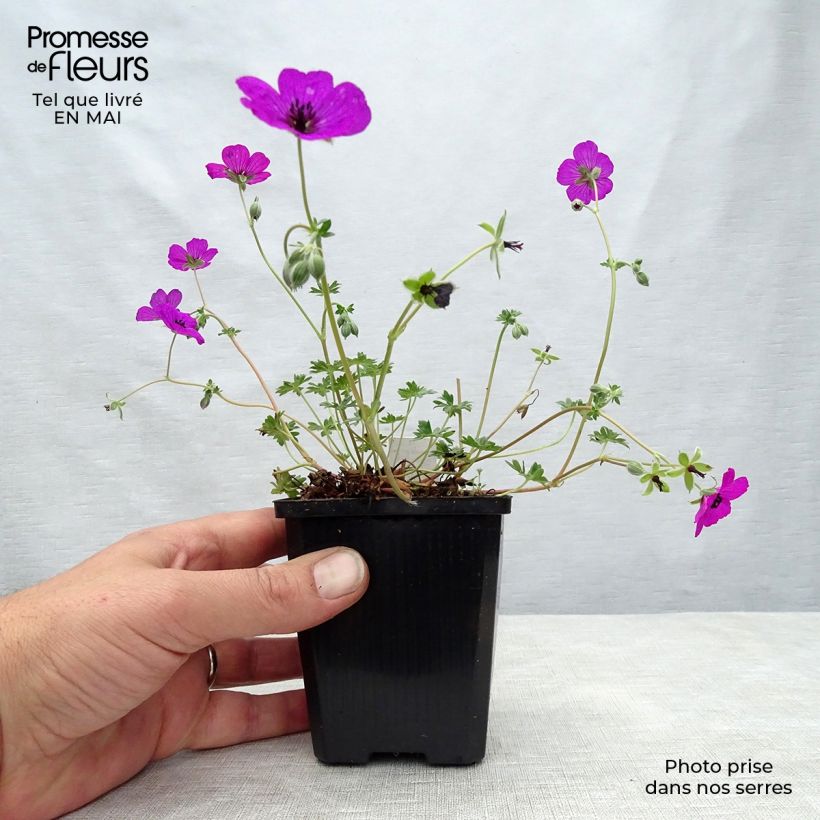 Amostra de Gerânio Giuseppii - Geranium cinereum v. subcaulescens Vaso de 8/9 cm tal como entregue na primavera