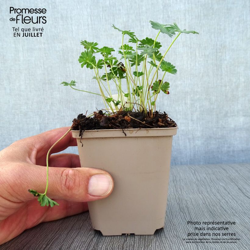 Amostra de Gerânio Giuseppii - Geranium cinereum v. subcaulescens Vaso de 8/9 cm tal como entregue no verão