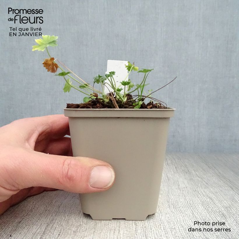 Amostra de Gerânio Giuseppii - Geranium cinereum v. subcaulescens Vaso de 8/9 cm tal como entregue no inverno