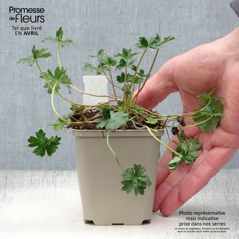 Amostra de Geranium cinereum v. subcaulescens Vaso de 8/9 cm tal como entregue na primavera