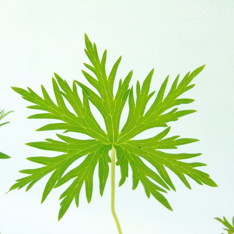 Gerânio Kashmir Blue - Geranium clarkei (Folhagem)