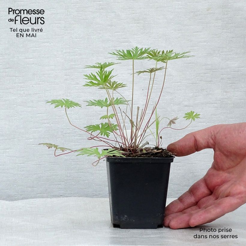 Amostra de Gerânio Kashmir Blue - Geranium clarkei Vaso de 8/9 cm tal como entregue na primavera