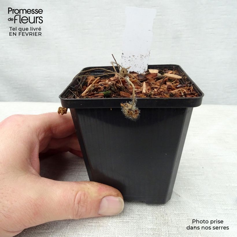 Amostra de Géranium vivace clarkei Kashmir Pink Vaso de 8/9 cm tal como entregue no inverno