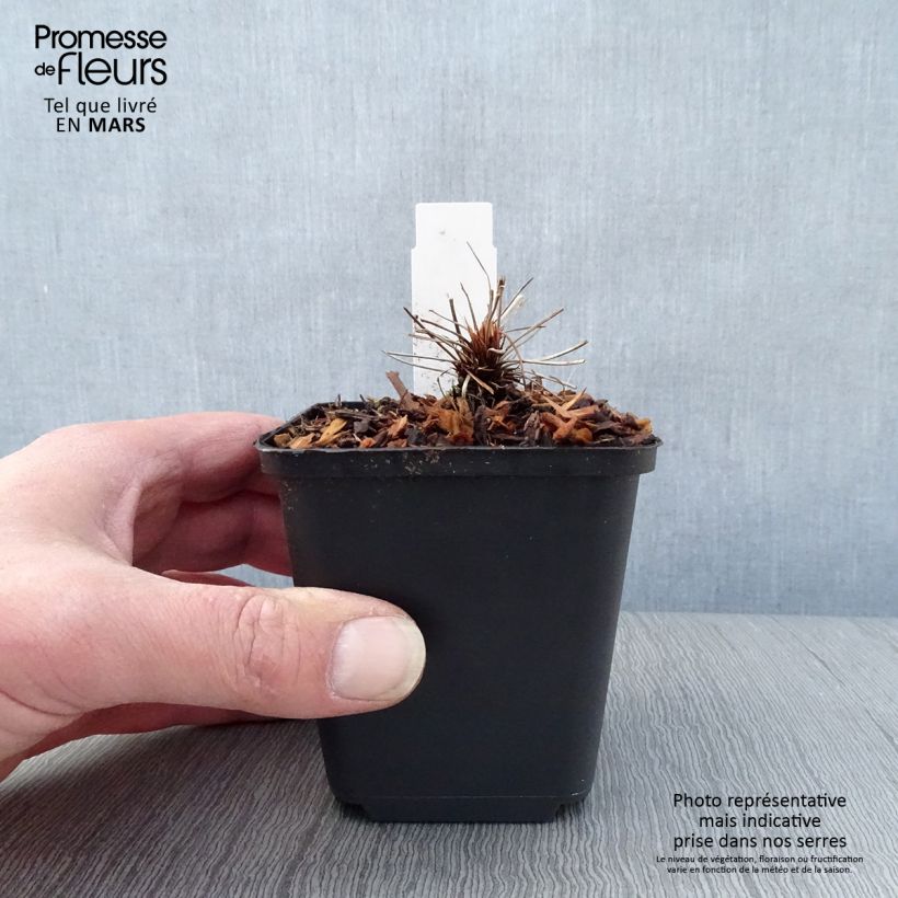 Amostra de Gerânio Kashmir Pink - Geranium clarkei Vaso de 8/9 cm tal como entregue na primavera