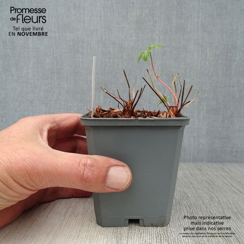 Amostra de Gerânio Kashmir White - Geranium clarkei Vaso de 8/9 cm tal como entregue no outono