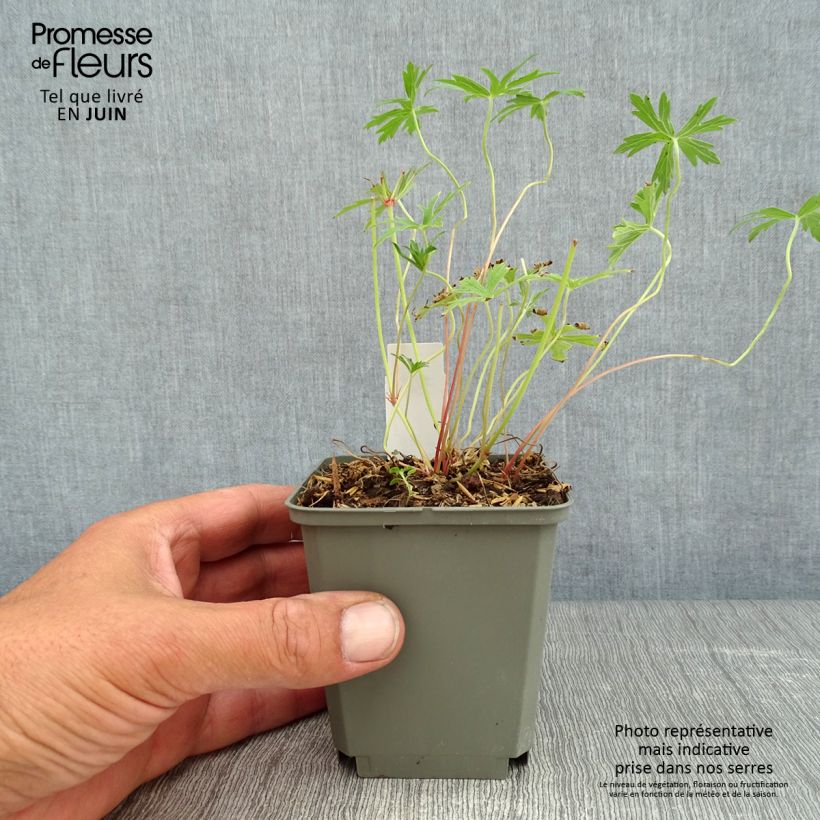 Amostra de Gerânio Kashmir White - Geranium clarkei Vaso de 8/9 cm tal como entregue no verão