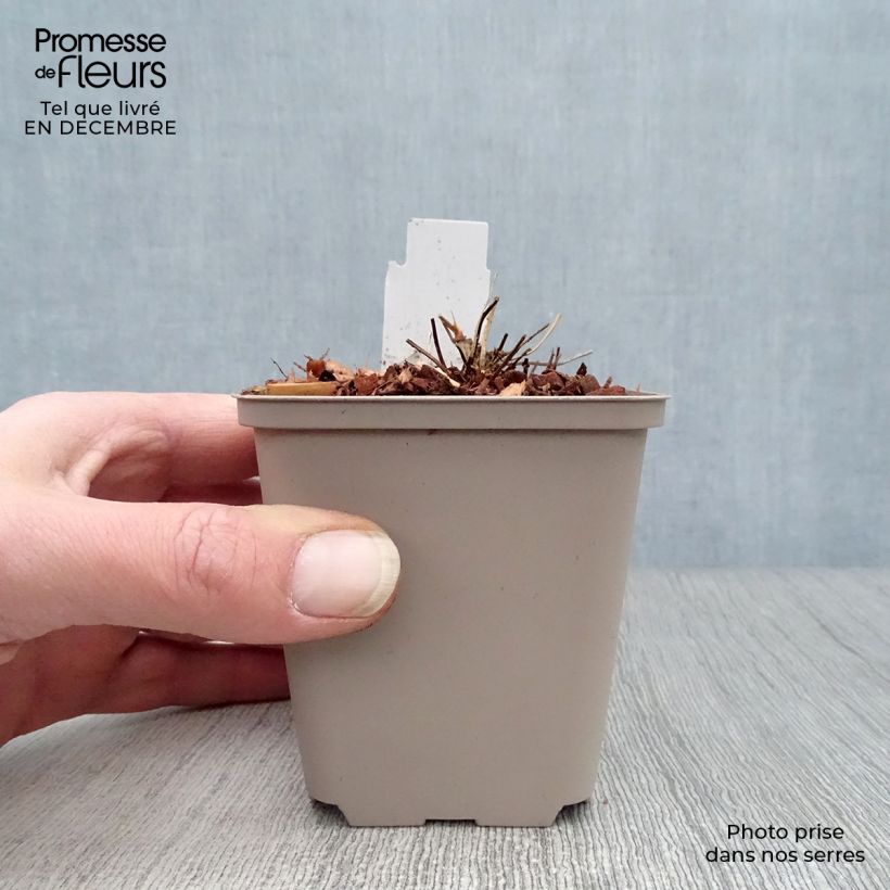 Amostra de Géranium vivace clarkei Kashmir White Vaso de 8/9 cm tal como entregue no inverno