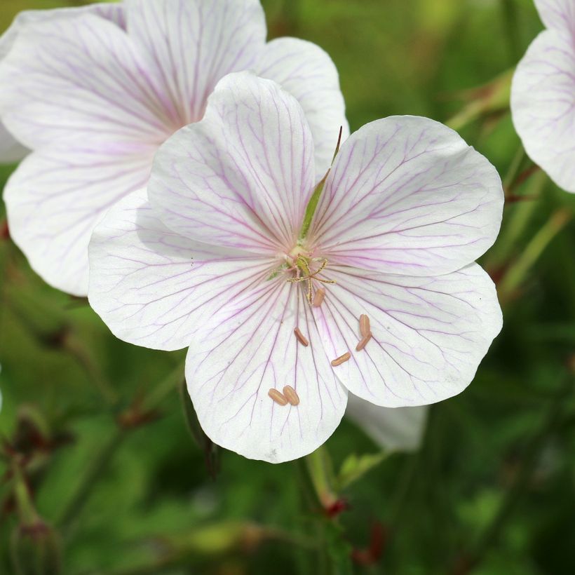Gerânio Kashmir White - Geranium clarkei (Floração)